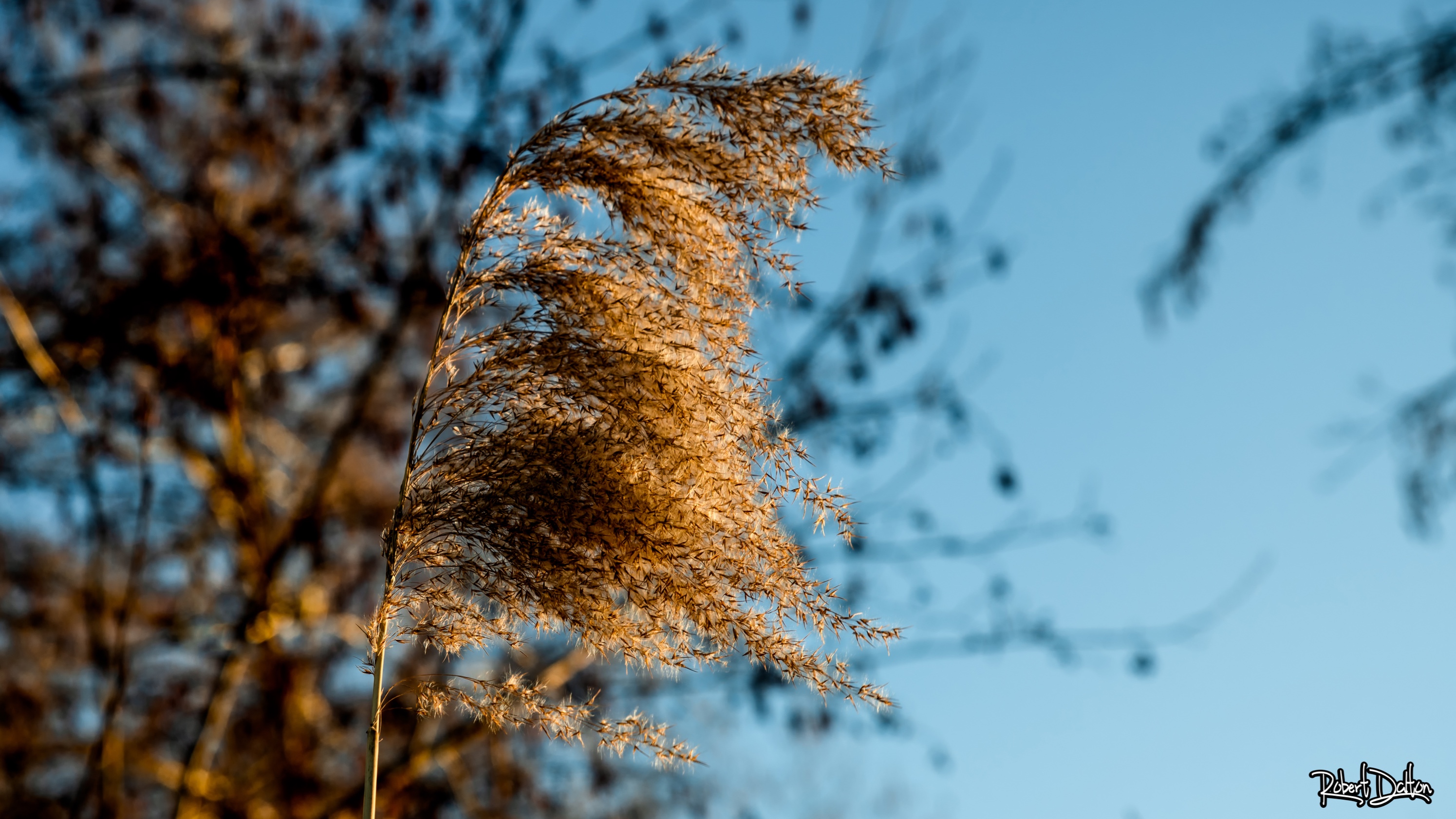 Wildes Schilf